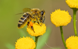 <strong>诱蜂水配方和诱蜂技巧</strong>