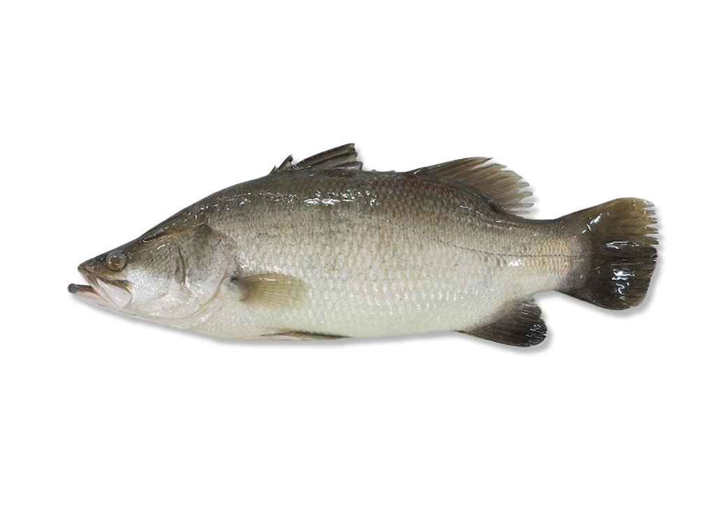 淡水银鳕鱼吃什么？