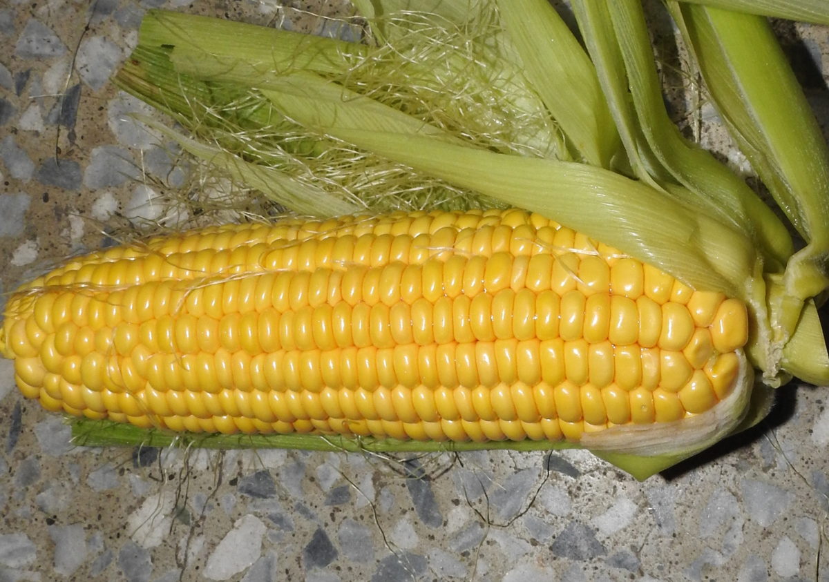 黄淮海前十的玉米品种介绍
