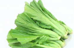 <strong>大头菜栽培时间和条件介绍</strong>