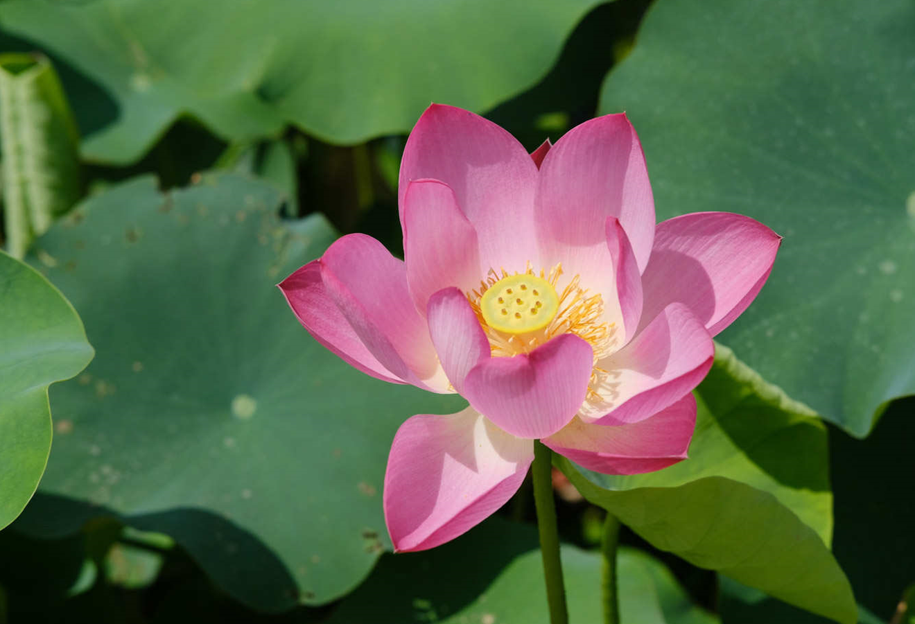 我国种植莲花历史介绍？莲花有哪些寓意？