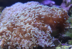 <strong>珊瑚虫对于生态的意义有哪些？目前存在的关于珊瑚虫保护方面</strong>