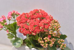 <strong>长寿花怎么样开花多？</strong>