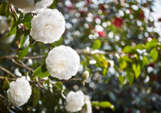 <strong>山茶花有哪些寓意？山茶花的种植介绍</strong>