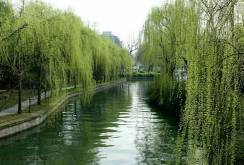 <strong>庭院内种什么树比较利于风水？</strong>