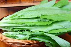 <strong>油麦菜播种时间和育苗技术介绍</strong>