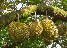 <strong>榴莲的特点和种植技巧介绍</strong>
