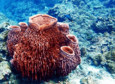<strong>海绵是动物吗？海绵的生物习性和特点介绍</strong>