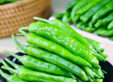 <strong>辣椒双株种植好好使单株种植好？</strong>