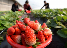 <strong>膨大剂是植物生长剂吗？</strong>