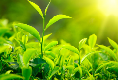 <strong>植物生长调节剂和植物激素的区别介绍</strong>