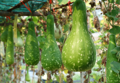 <strong>瓠瓜种植时间和方法介绍</strong>