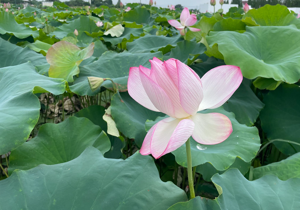 荷花生长周期和生长过程介绍