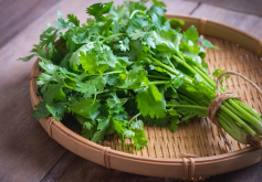 <strong>芫荽的最佳播种时间介绍</strong>