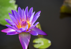 <strong>睡莲的特点和种植须知</strong>