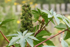 <strong>蓖麻的用途有哪些？什么季节可以栽种？</strong>