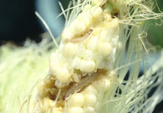 <strong>玉米常见的虫病害有哪些？如何防治和施药？</strong>