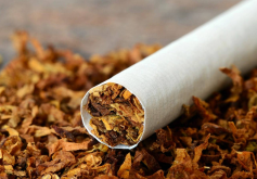 <strong>烟草有哪些特点？目前我国的烟草种植情况介绍</strong>