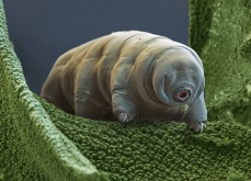 <strong>水熊虫是什么生物？水熊虫的特点和研究价值介绍</strong>