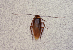 <strong>蟑螂有多古老？现存蟑螂的主要品种分布和生物习性介绍</strong>