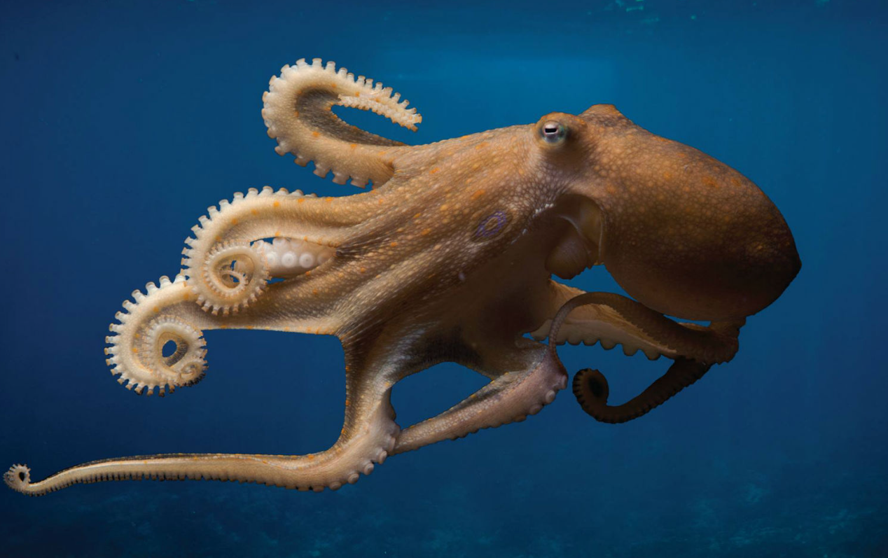 Introduction to Cephalopods