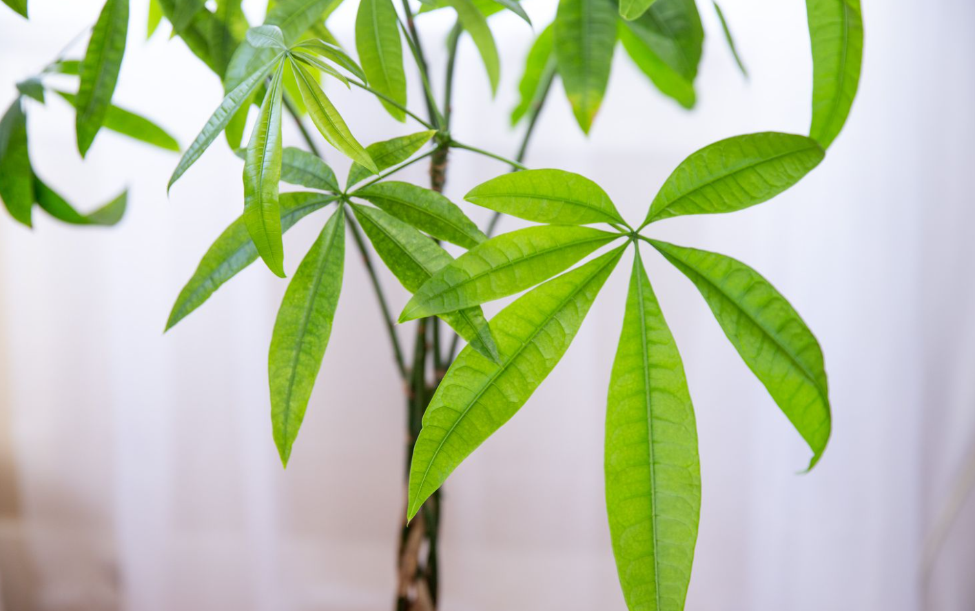 发财树在中国的种植历史和重要寓意介绍