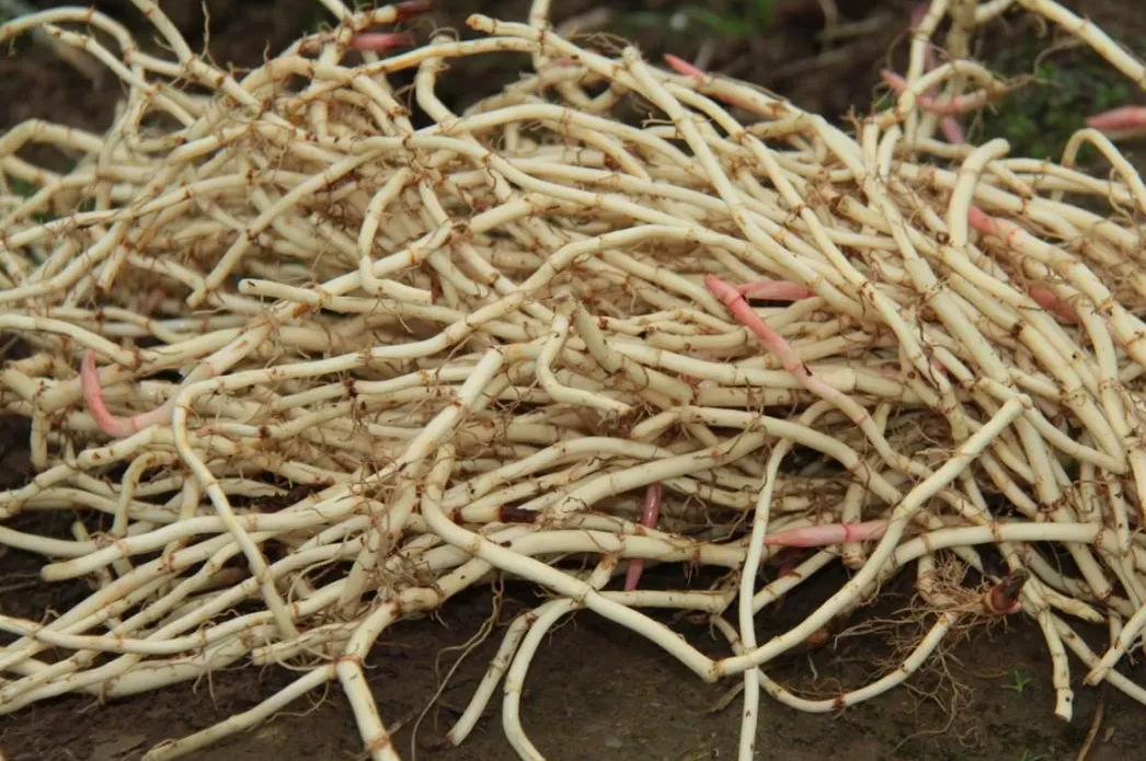 折耳根如何种植？折耳根种植技术介绍