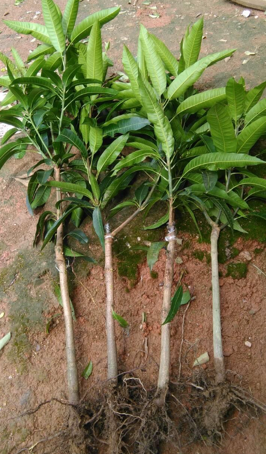 想要芒果苗长的快一些,该怎么做?