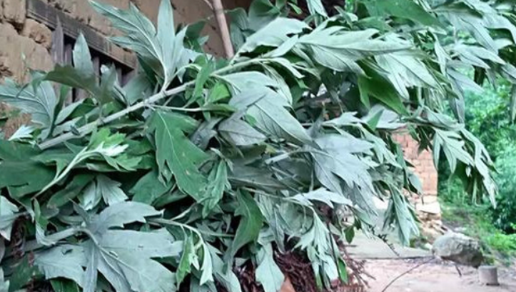 艾草怎么样快速繁殖,方法有哪些?