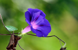 <strong>宿根花卉都有哪些类型？常见的花卉有哪些？</strong>