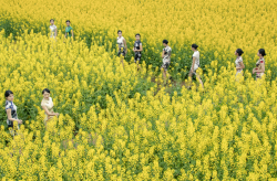 <strong>怎样欣赏花卉的外在美、和内在美？</strong>