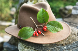 <strong>茱萸是什么属性的植物？种类主要有哪些？</strong>