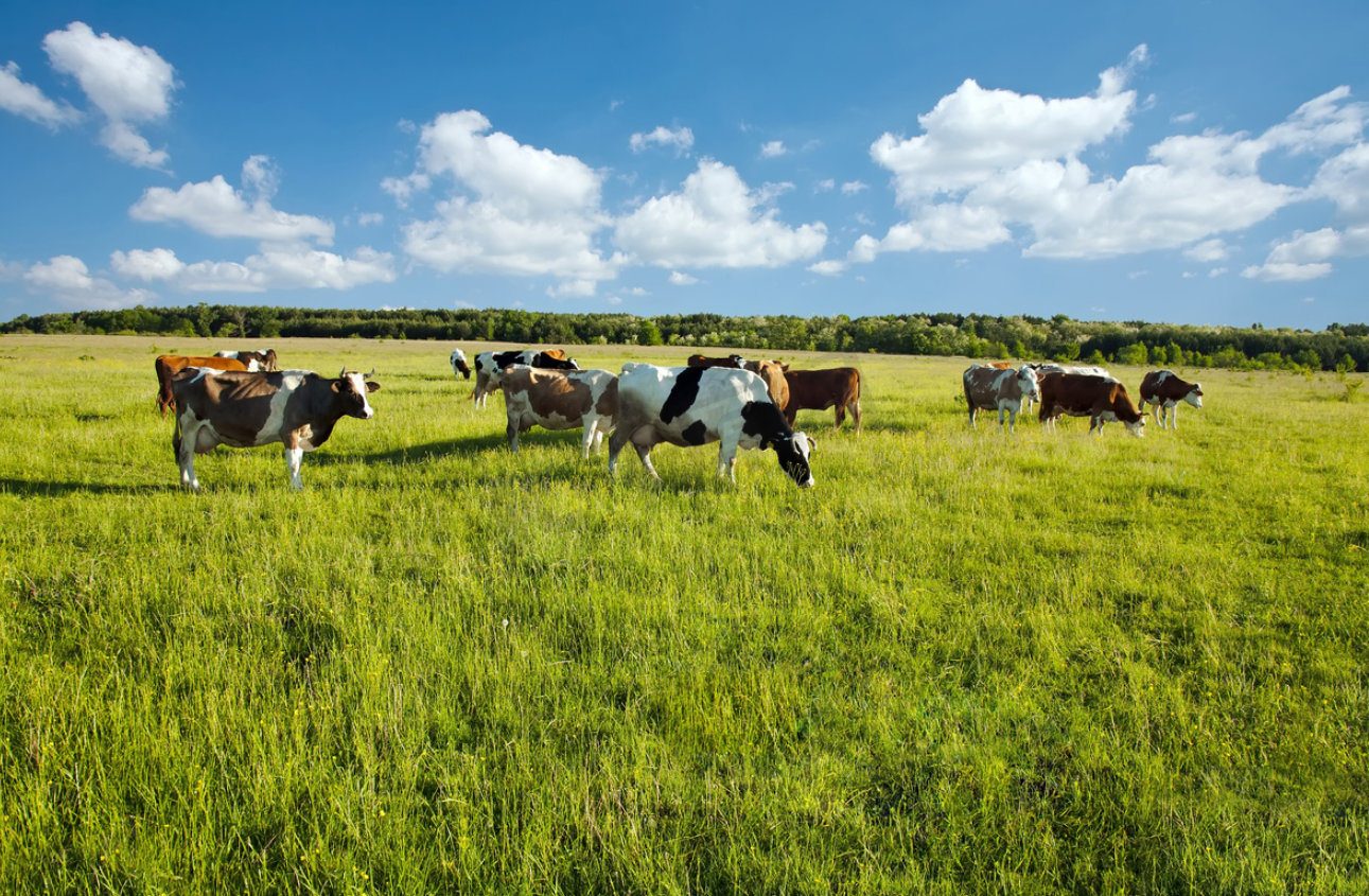 如何制定奶牛的饲草饲料计划？