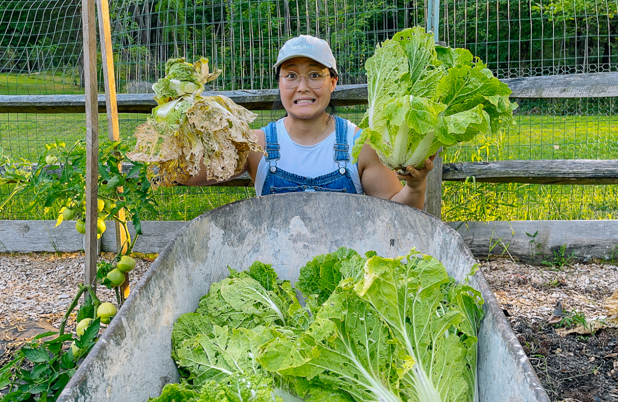 夏季高温大白菜病虫害防治方法介绍