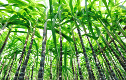 <strong>甘蔗种植过程中怕旱还是怕涝？</strong>