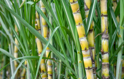 <strong>甘蔗高产高糖的种植技术介绍</strong>