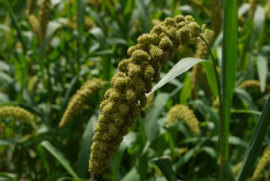<strong>小米种植要点有哪些？需要注意哪些方面？</strong>