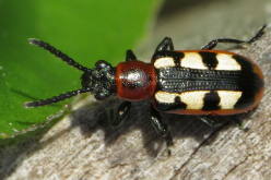 <b>芦笋叶甲虫特点和危害有哪些？</b>