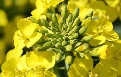 <strong>油菜花薹期施肥管理技术分享</strong>