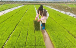 <strong>如何种植培养多叶壮秧？</strong>