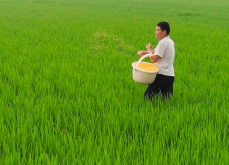 <strong>养鱼稻田的水稻应该怎么施肥？</strong>