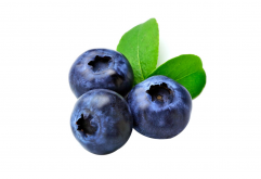 <b>蓝莓的栽种土地有哪些要求？蓝莓的种植方法讲解</b>