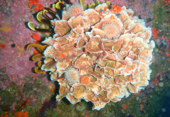 <strong>苔藓虫是什么动物？苔藓虫的生物特性</strong>