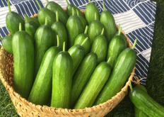 <strong>水果黄瓜的种植时间和种植技巧介绍</strong>