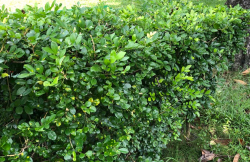 <strong>七里香种植技术有什么要求？怎么去养护？</strong>