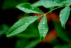 <strong>什么是转基因抗虫植物？</strong>