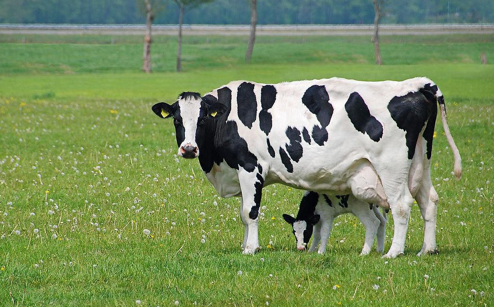 奶牛产后瘫痪的发病原因有哪些？
