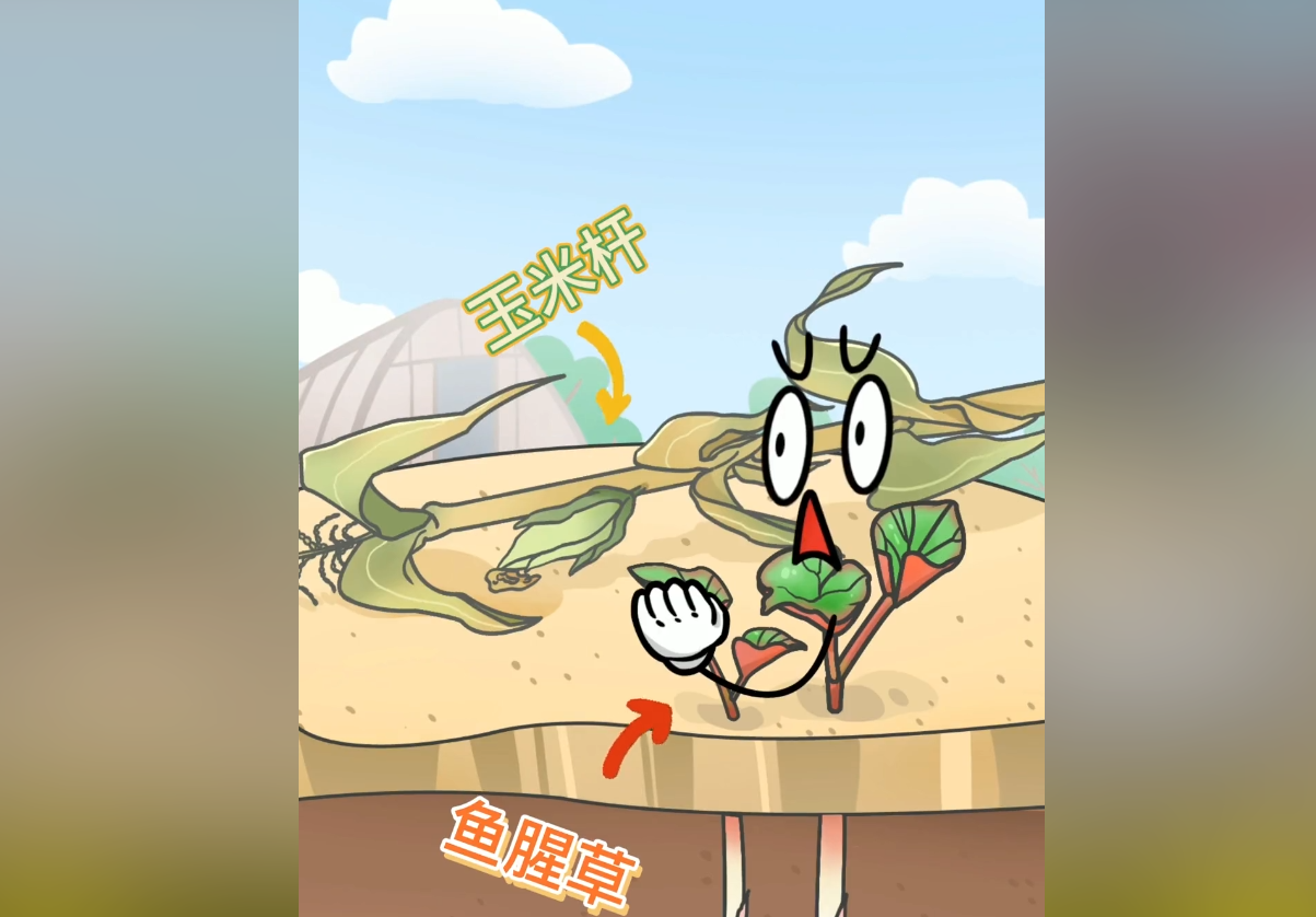 鱼腥草有什么功效,鱼腥草的种植技巧