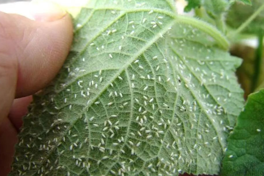 蛋白酶抑制剂的杀虫机理是什么?