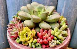 <strong>温差对多肉植物的影响？都有哪些？</strong>
